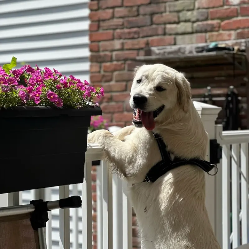 A golden retriever standing up at the deck railing beside a flower box