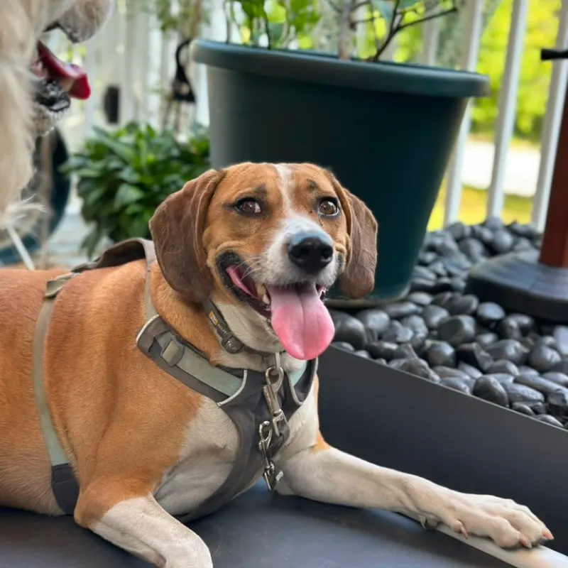 A hound stretched out on the deck with their tongue out