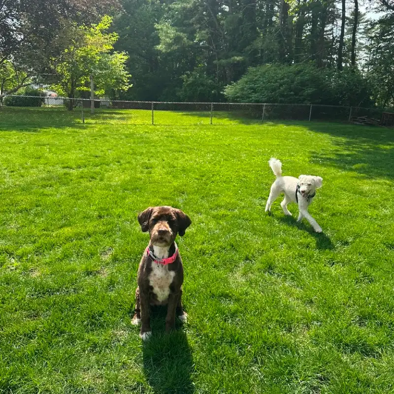 Two dogs playing on the grass in the fenced yard