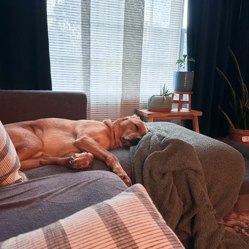 A dog stretched full length along the couch by the window