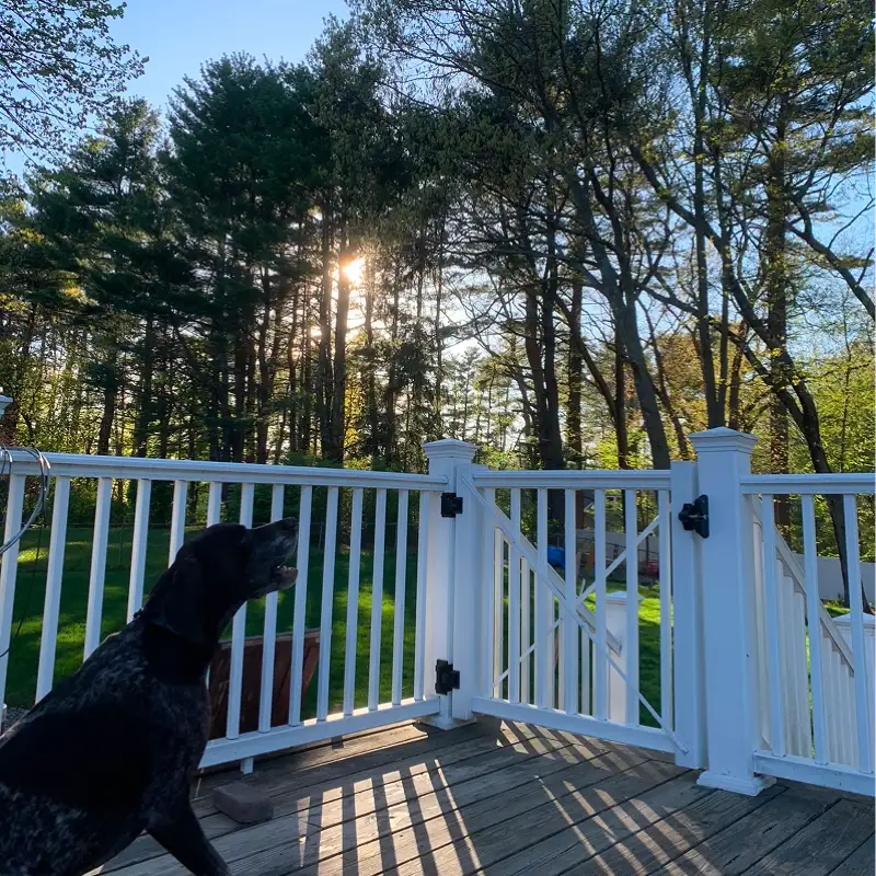 A black dog lying on the sunlit deck under a blue sky