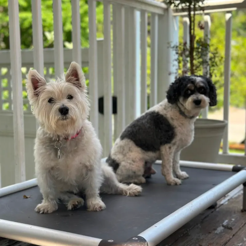 Two small dogs side by side on a raised bed on the deck
