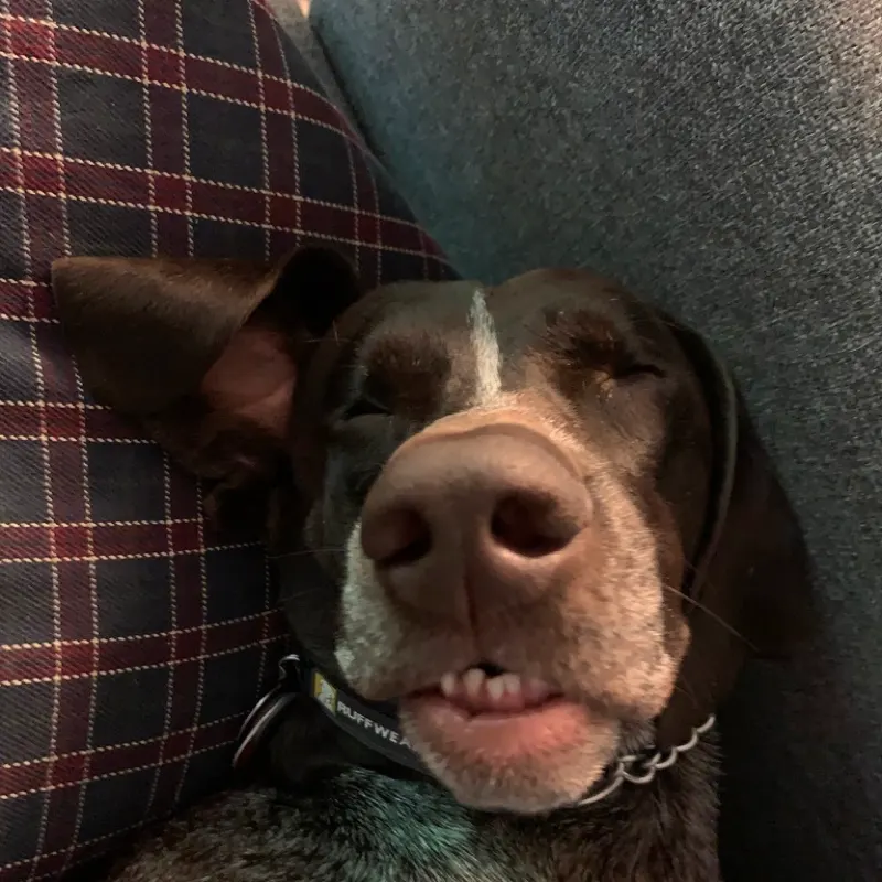 Ollie resting his head against a plaid cushion