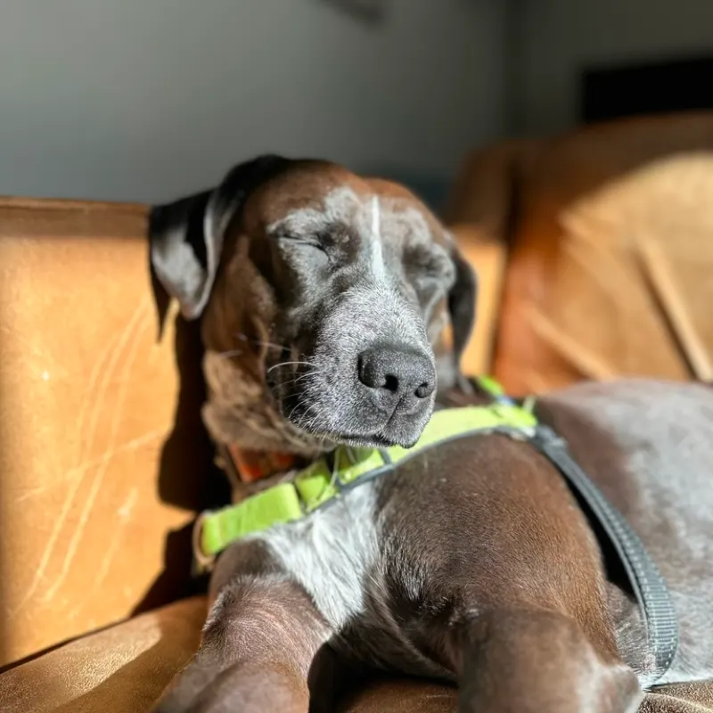 A dog dozing in the corner of the leather couch