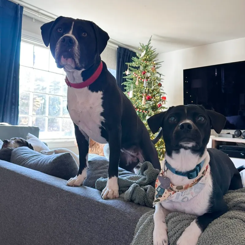 Two dogs up on the couch beside the Christmas tree