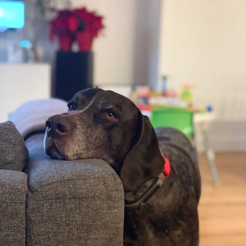 A dog resting their chin on the arm of the sofa