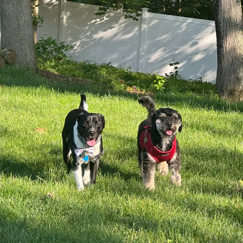 Two dogs trotting across the yard together in golden evening light