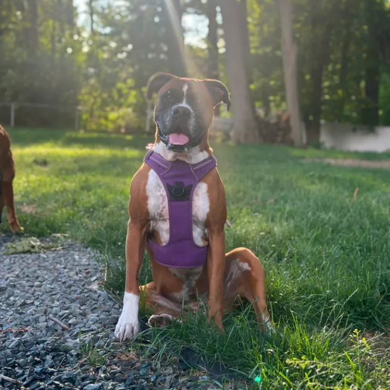 A boxer in a purple harness sitting on the gravel path in a beam of morning sun