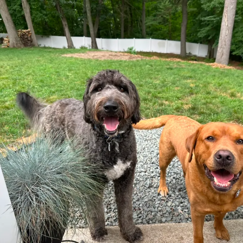 A doodle and a red Lab at the back steps, looking up between the tall grasses