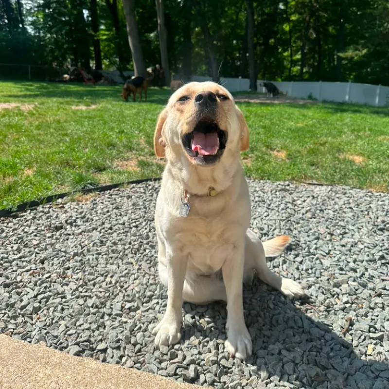 A yellow Lab sitting on the gravel circle, tongue out, the pack in the yard behind