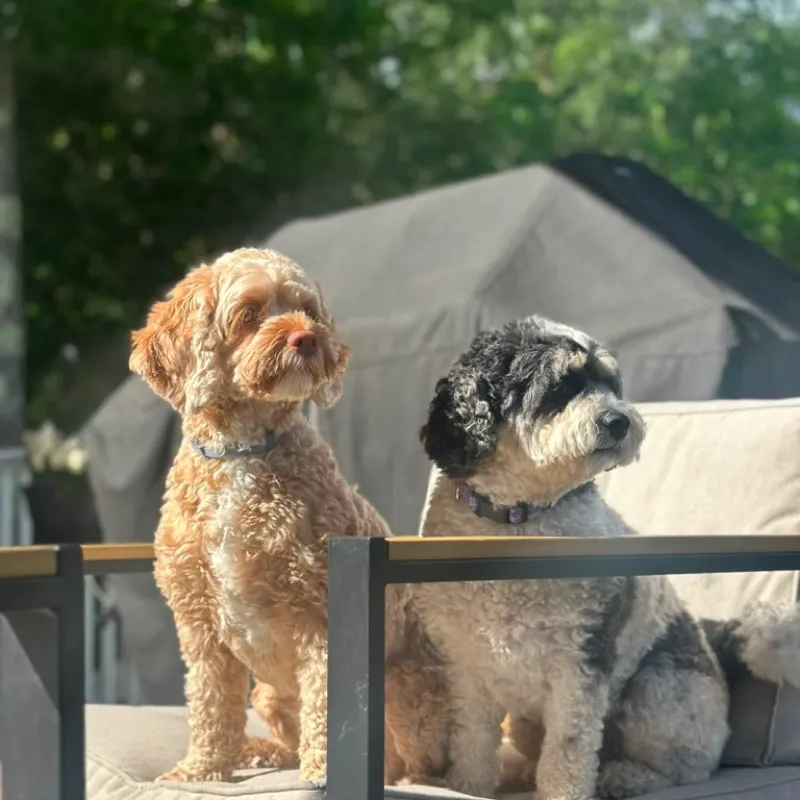 Two doodles sharing a patio chair in the sunshine