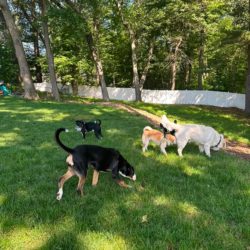 Four dogs nosing around the grass along the white fence