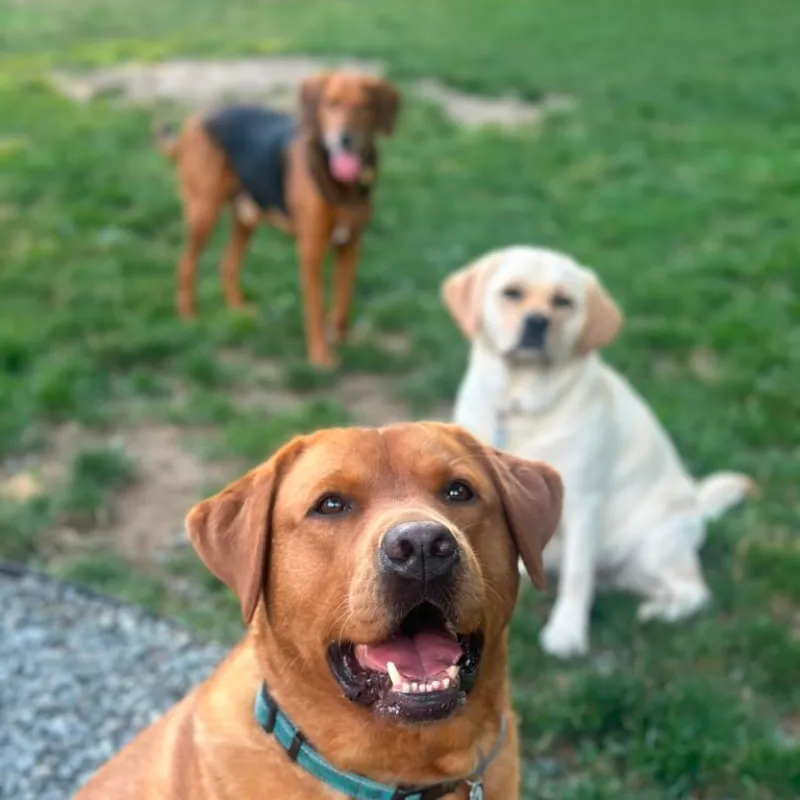 A red Labrador looking straight at the camera on the grass, with two more dogs behind