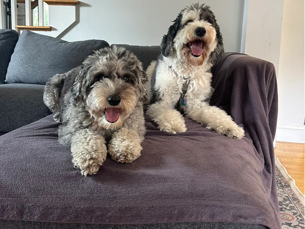 Two doodles settled on a blanket over the living room couch