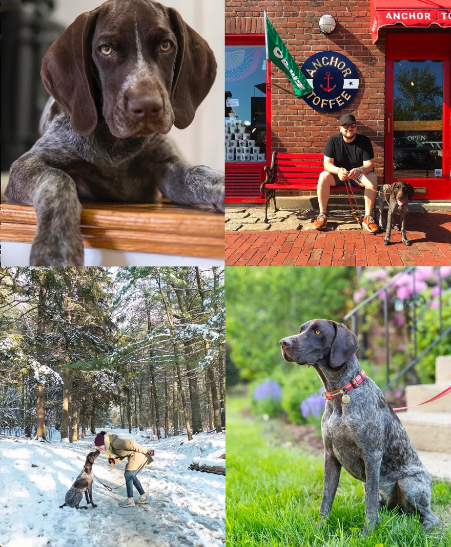 Four photos of Ollie, a German Shorthaired Pointer: as a new puppy, out with Gus at a candy shop, nose to nose with Marian on a snowy trail, and sitting tall in the garden