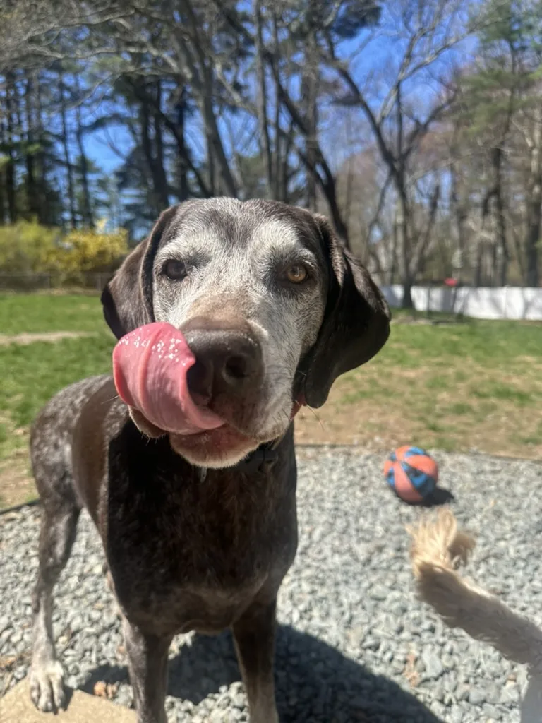 Ollie mid-lick in the yard, a ball and a friend's tail behind him