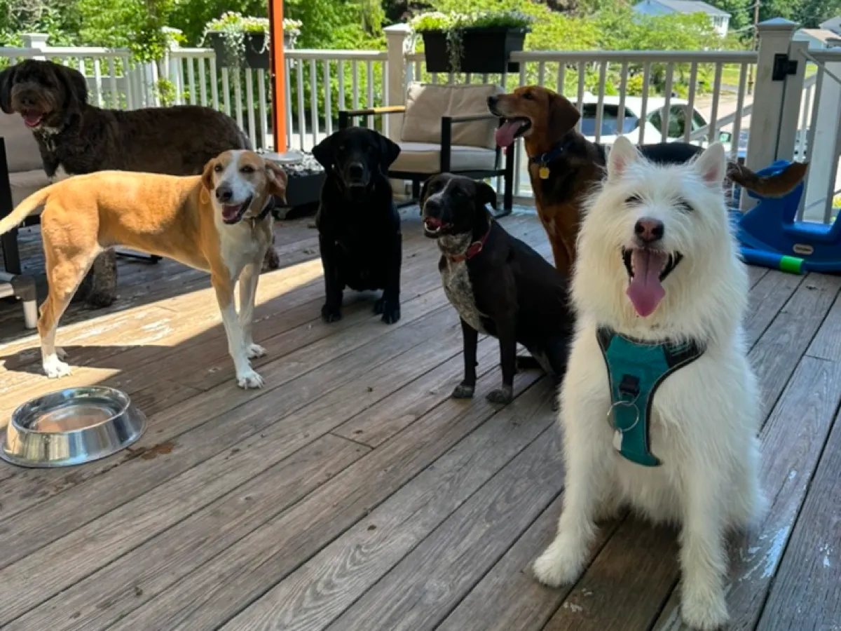 Dogs gathered together on Ollie's Deck, a water bowl in the foreground
