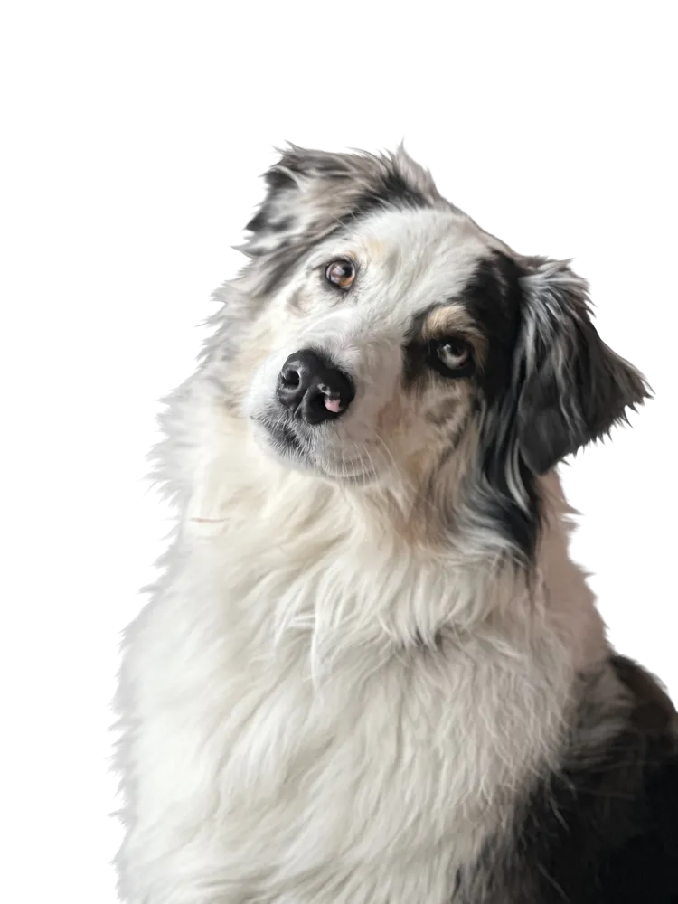 A dog with a head tilt, waiting for an answer