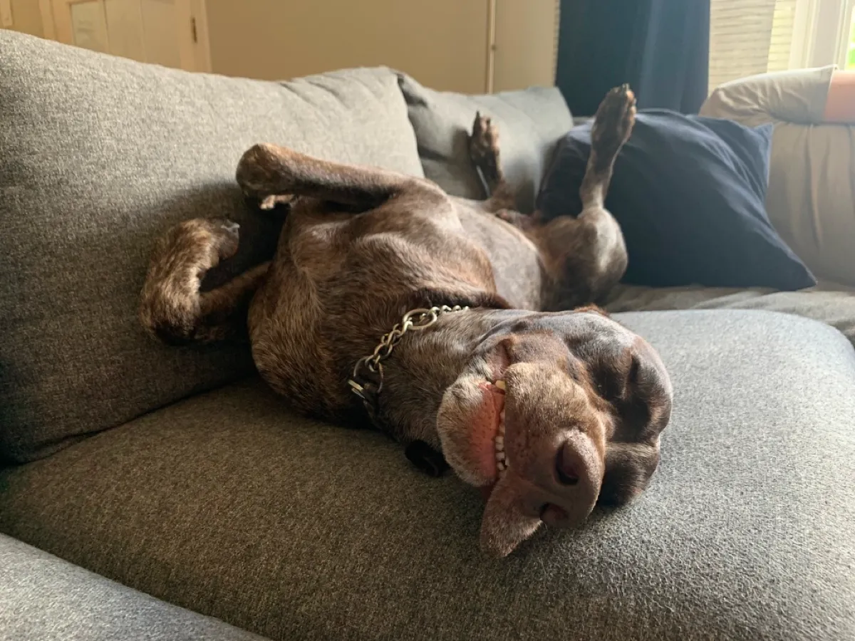 Ollie asleep upside down along the back of the family couch