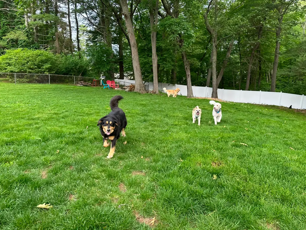 Dogs running across the fenced back yard under mature shade trees